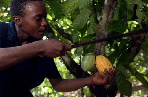 chocolate farm Chocolate Farms - EAT LOVE SAVOR International Luxury Lifestyle Magazine