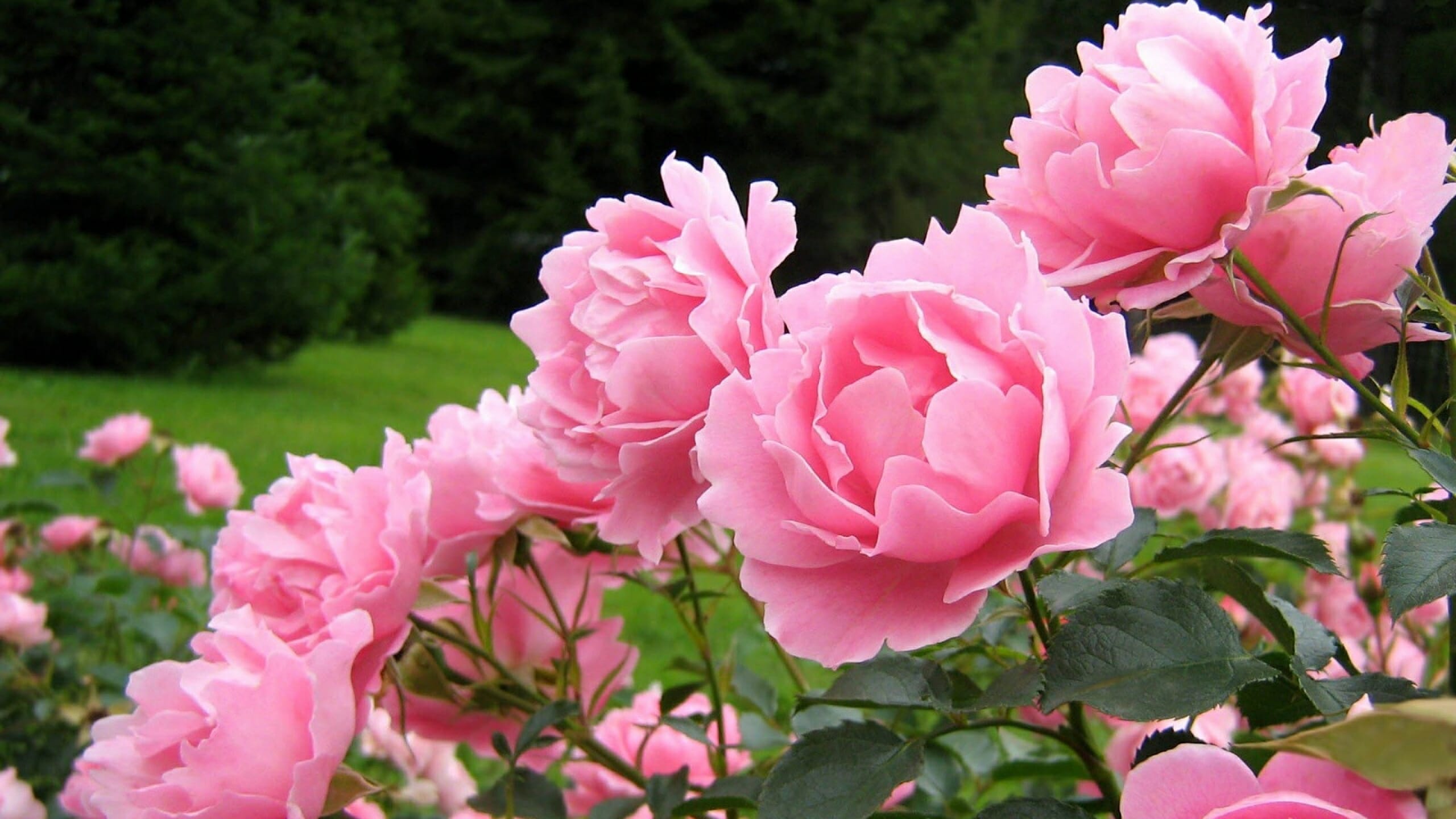 eat love savor - luxury lifestyle magazine