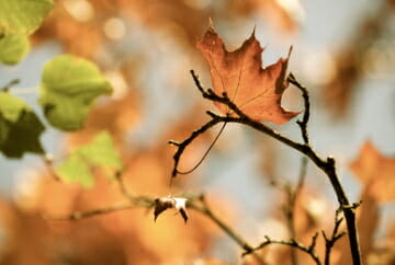 Fall maple leaf on tree Fall Festivals Around the World - EAT LOVE SAVOR International Luxury Lifestyle Magazine