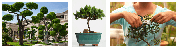 Luxurious Leisure Bonsai eatlovesavor.com DISCOVER: The Art of Bonsai - EAT LOVE SAVOR International Luxury Lifestyle Magazine