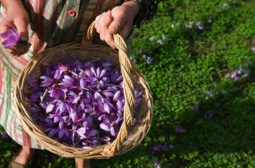 harvesting saffron Discover: Saffron ~ A Spicy Luxury - EAT LOVE SAVOR International Luxury Lifestyle Magazine