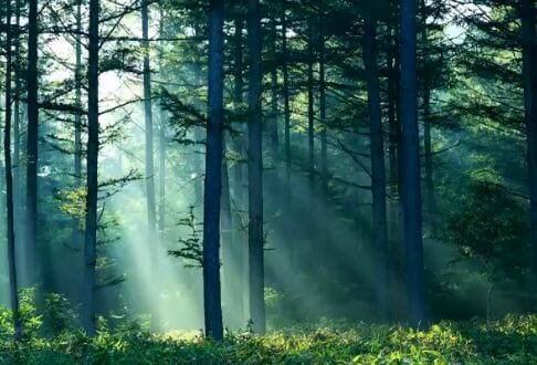 nature sounds Reconnect With Nature: Forest and Nature Sounds [video] - EAT LOVE SAVOR International Luxury Lifestyle Magazine