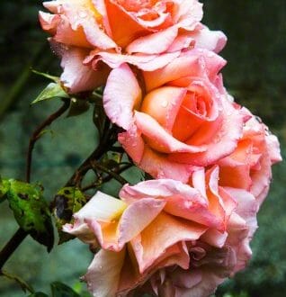 roses For the Love of Rose Water: Age Old Culinary, Wellness and Beauty Water - EAT LOVE SAVOR International Luxury Lifestyle Magazine