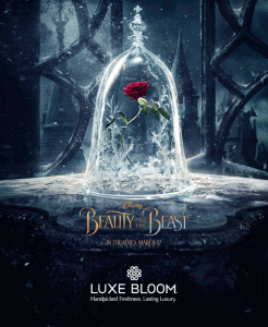 Beautifully Preserved Roses from Luxe Bloom® Official Rose in "Beauty and the Beast" Film