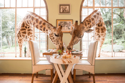 giraffes breakfast Neck and neck in the race for breakfast 6 How to enjoy a safari trip in Kenya - EAT LOVE SAVOR International Luxury Lifestyle Magazine